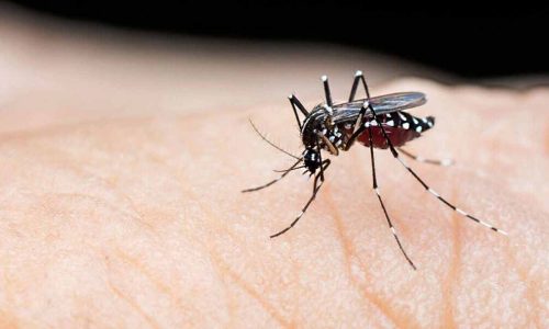 ডেঙ্গুতে ঝরল আরও ৩ প্রাণ, হাসপাতালে ৭৩৫