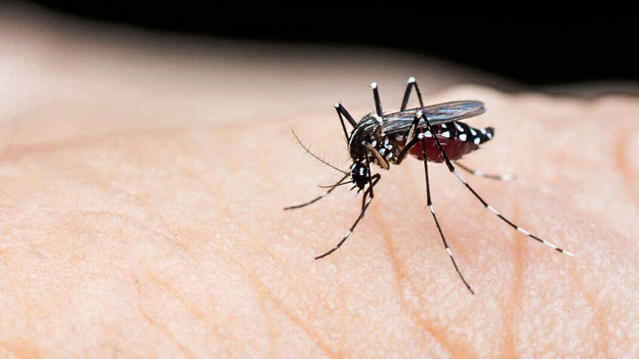 ডেঙ্গুতে ঝরল আরও ৩ প্রাণ, হাসপাতালে ৭৩৫