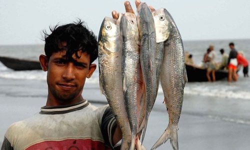 নিষেধাজ্ঞার খবরে আকাশছোঁয়া ইলিশের দাম