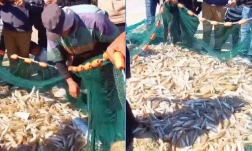 ফ্লোটিলা ঠেকাতে ব্যস্ত ইসরায়েল, সুযোগে সাগরে জাল ভরে মাছ ধরেছে গাজাবাসী