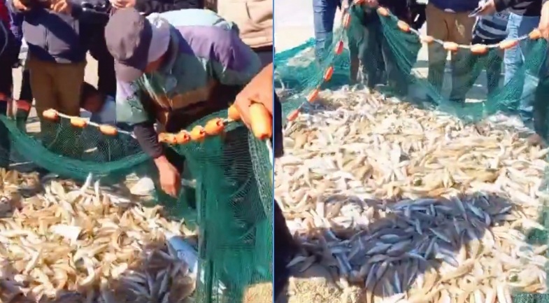 ফ্লোটিলা ঠেকাতে ব্যস্ত ইসরায়েল, সুযোগে সাগরে জাল ভরে মাছ ধরেছে গাজাবাসী