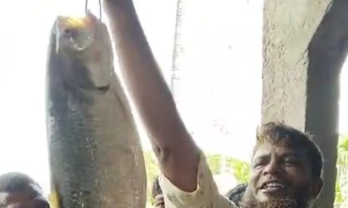 ইলিশ মাছটি বিক্রি হয়েছে ১০ হাজার টাকায়