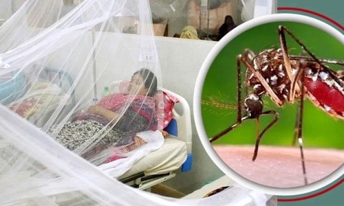 ডেঙ্গুতে আরও ৩ জনের মৃত্যু, হাসপাতালে নতুন ভর্তি ৭০০। ছবি: সংগৃহীত