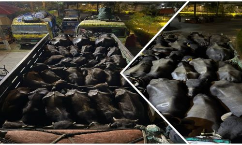 উদ্ধার হলো ডাকাতির কবলে পড়া ৪৬টি মহিষসহ দুইটি ট্রাক