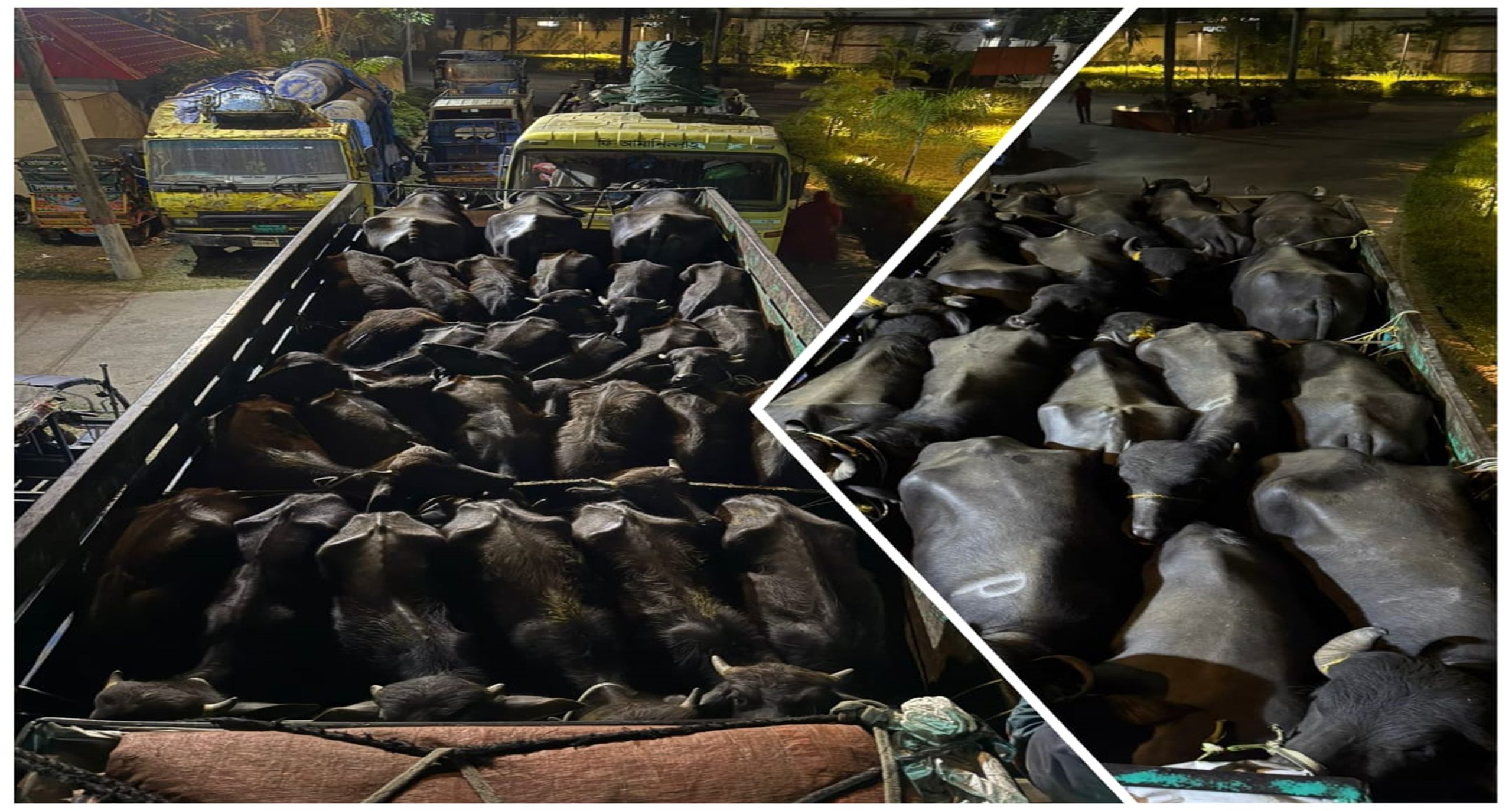 উদ্ধার হলো ডাকাতির কবলে পড়া ৪৬টি মহিষসহ দুইটি ট্রাক