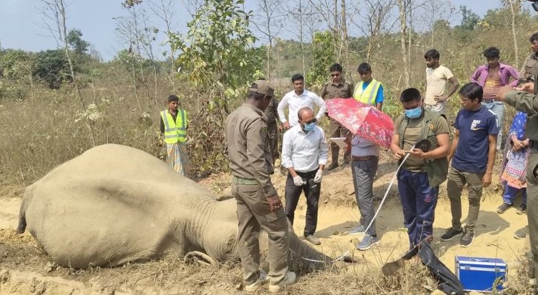 কক্সবাজারের উখিয়ায় একটি বন্যহাতির মৃত্যু।