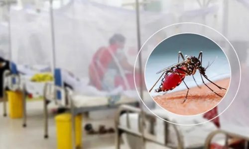 ডেঙ্গুতে ২৪ ঘণ্টায় ১০ জনের মৃত্যু