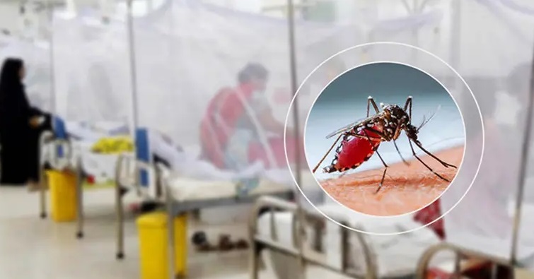 ডেঙ্গুতে ২৪ ঘণ্টায় ১০ জনের মৃত্যু