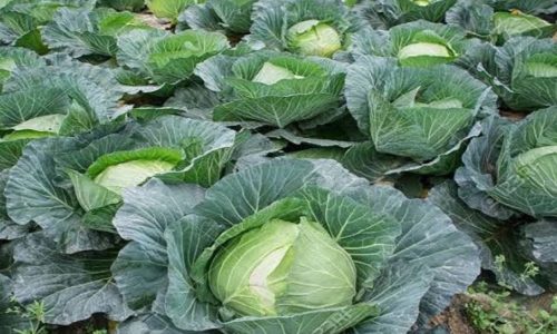 বাঁধাকপি । ছবি : সংগৃহীত