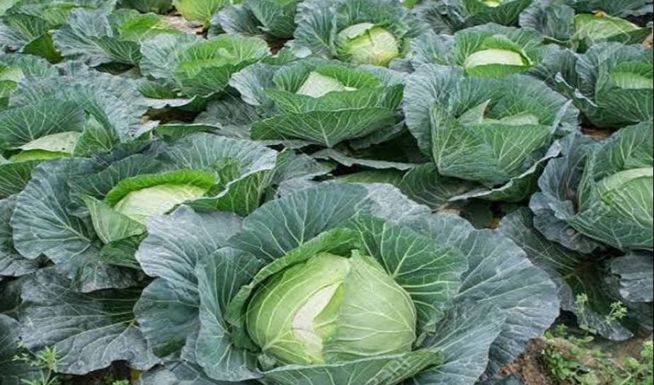 বাঁধাকপি । ছবি : সংগৃহীত