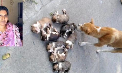 ৮ কুকুরছানা হ’ত্যা: সরকারি কর্মকর্তার স্ত্রী গ্রেপ্তার