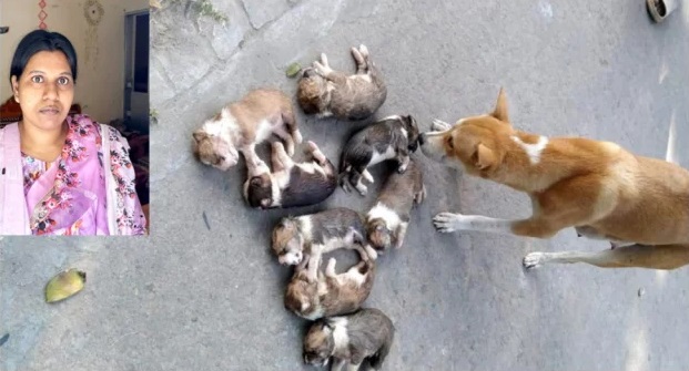 ৮ কুকুরছানা হ’ত্যা: সরকারি কর্মকর্তার স্ত্রী গ্রেপ্তার