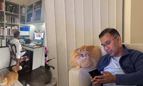 জেবু ।ছবি: সংগৃহীত।