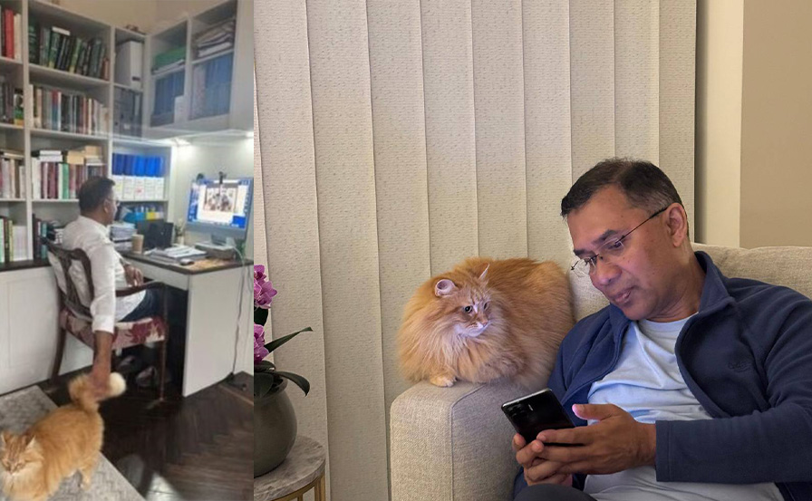 জেবু ।ছবি: সংগৃহীত।