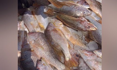 ছবি: সংগৃহীত।