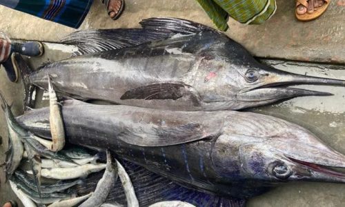 ছবি: সংগৃহীত।