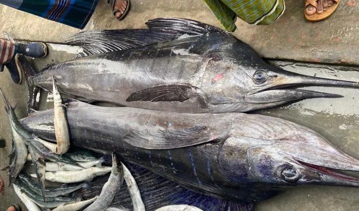 ছবি: সংগৃহীত।