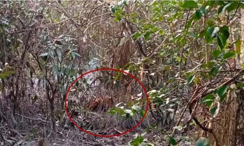 ছবি: সংগৃহীত।