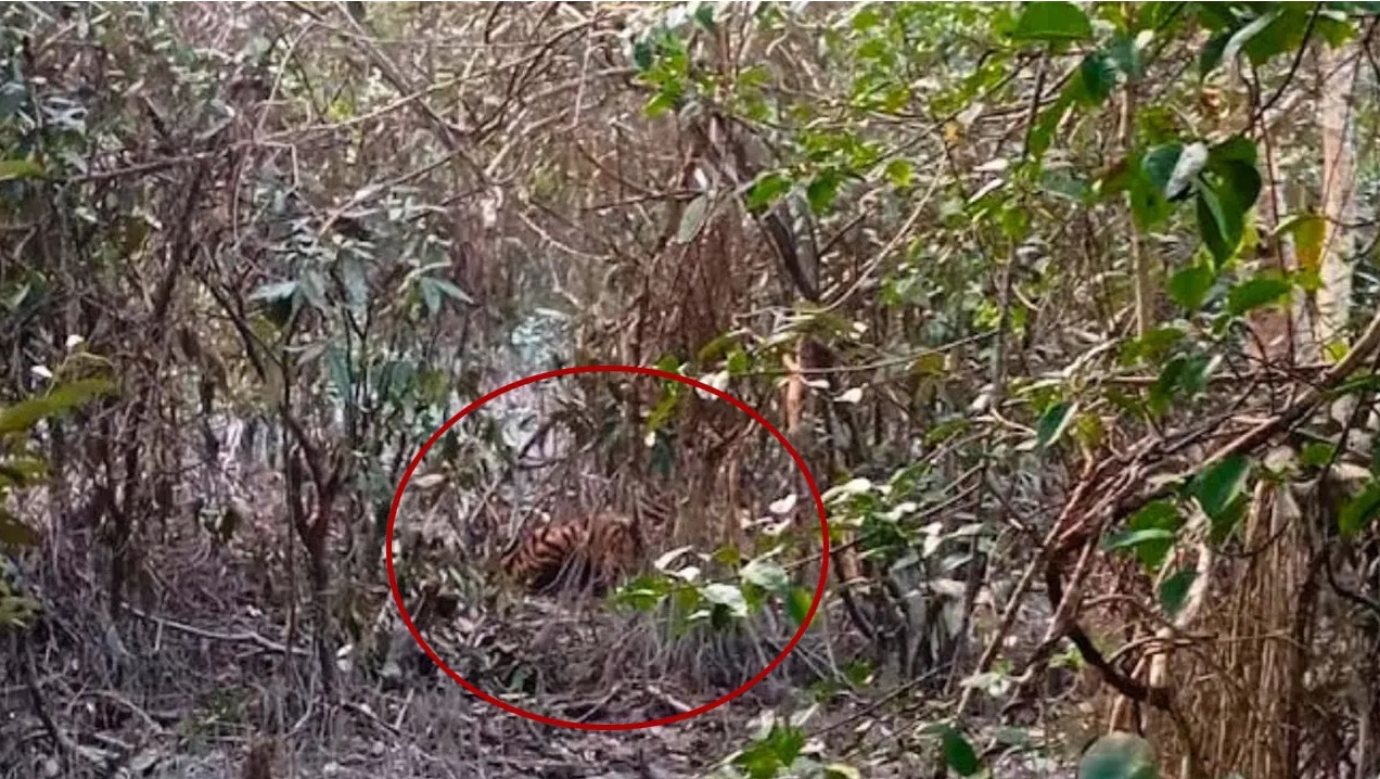 ছবি: সংগৃহীত।