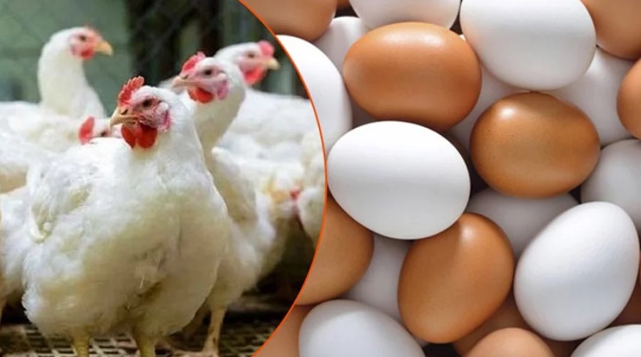 ছবি: সংগৃহীত।