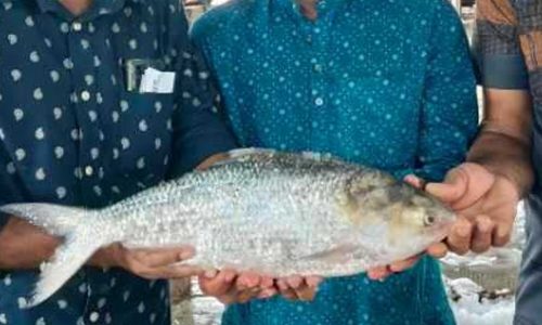 ছবি: সংগৃহীত।