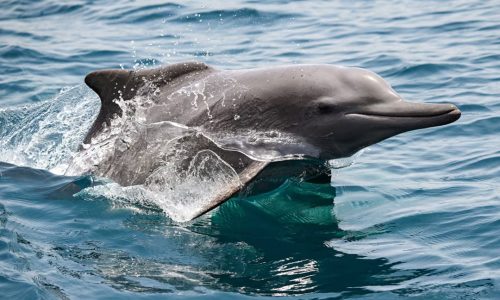 ছবি: সংগৃহীত।