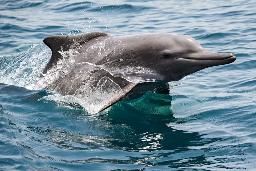 ছবি: সংগৃহীত।