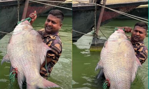 ছবি: সংগৃহীত।