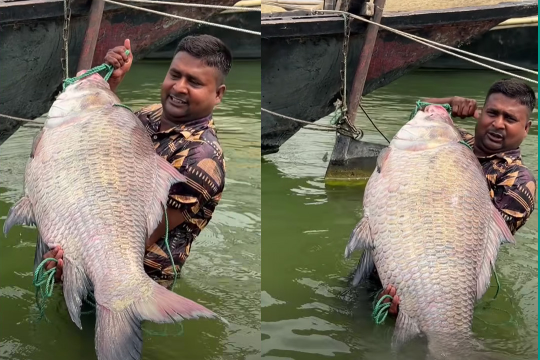 ছবি: সংগৃহীত।